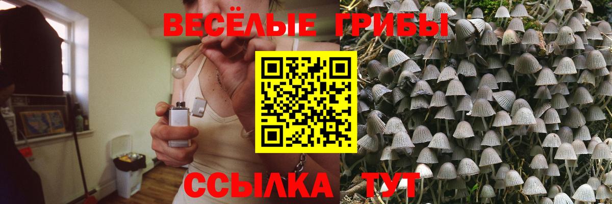 Галлюциногенные грибы Psilocybe Нефтекамск